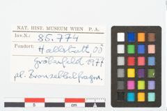 Foto von Bronzeblech (NHMW-PRAE-085774)